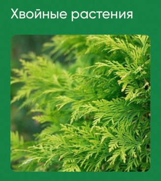 [Анна Акинина] [Школа нетипичного фермера] Хвойные_0.png